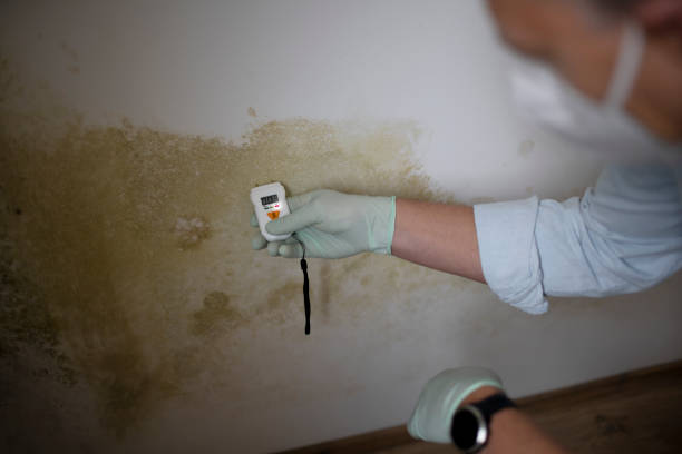 Best Mold Damage Repair  in St Pete Beach, FL