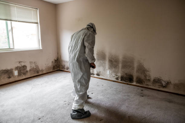 Best Black Mold Removal  in St Pete Beach, FL