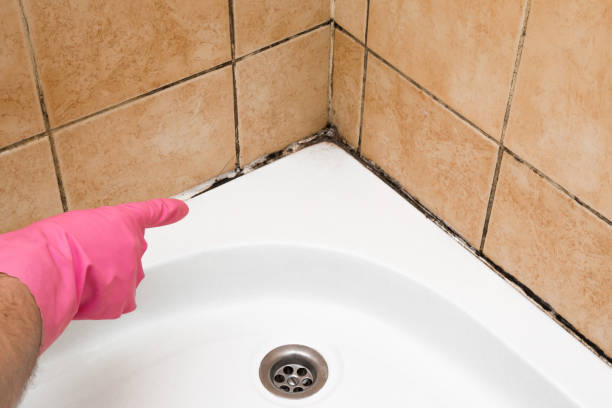 Best Commercial Mold Removal  in St Pete Beach, FL